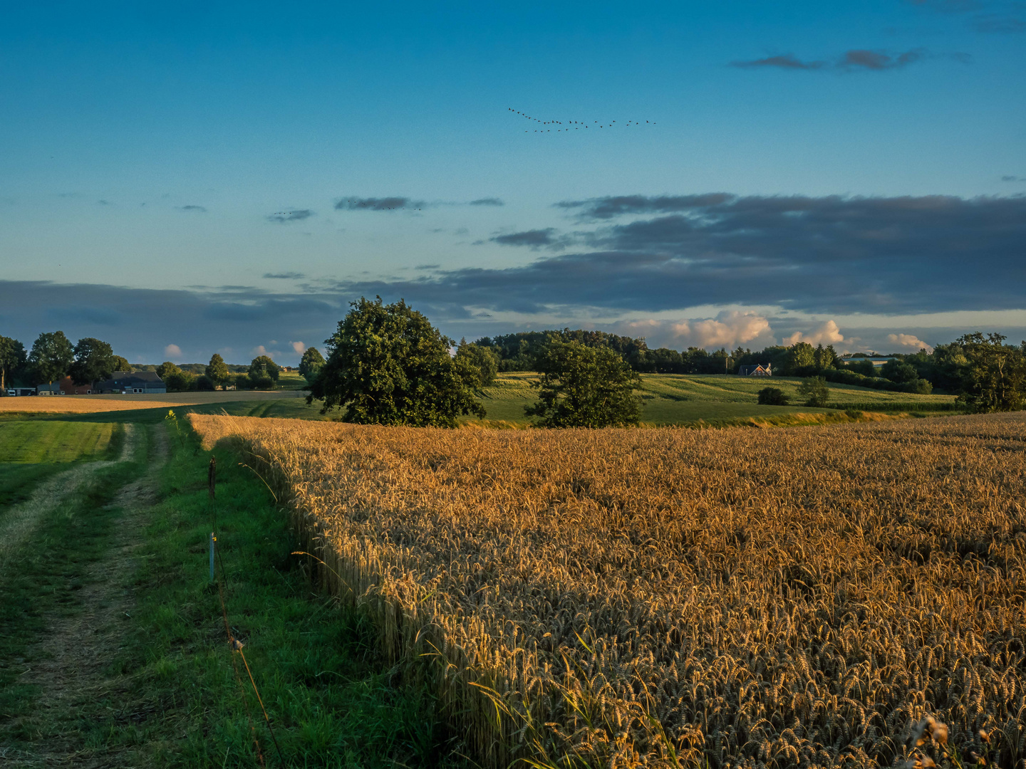 Der Weg durch die Felder