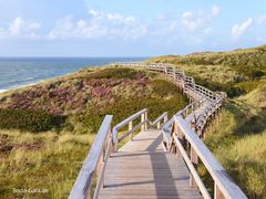 Der Weg durch die Heide