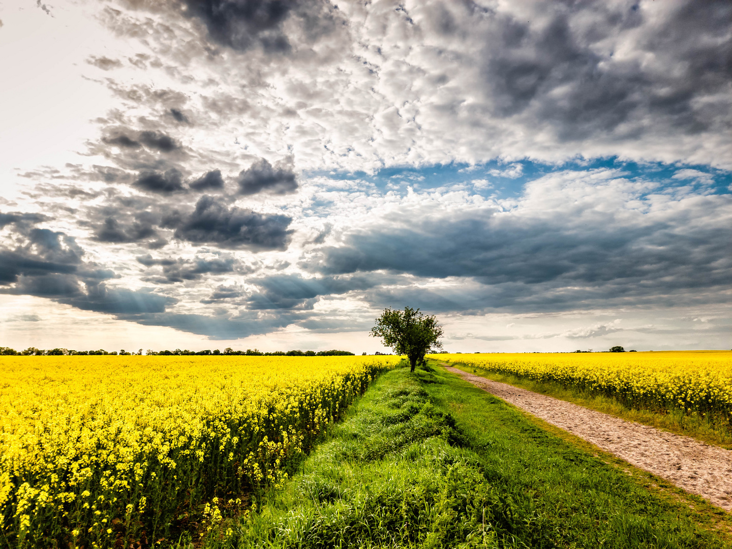 Der Weg durch die Rapsfelder