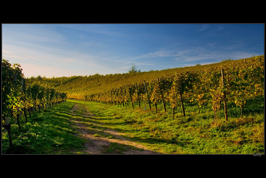 Der Weg durch die Reben