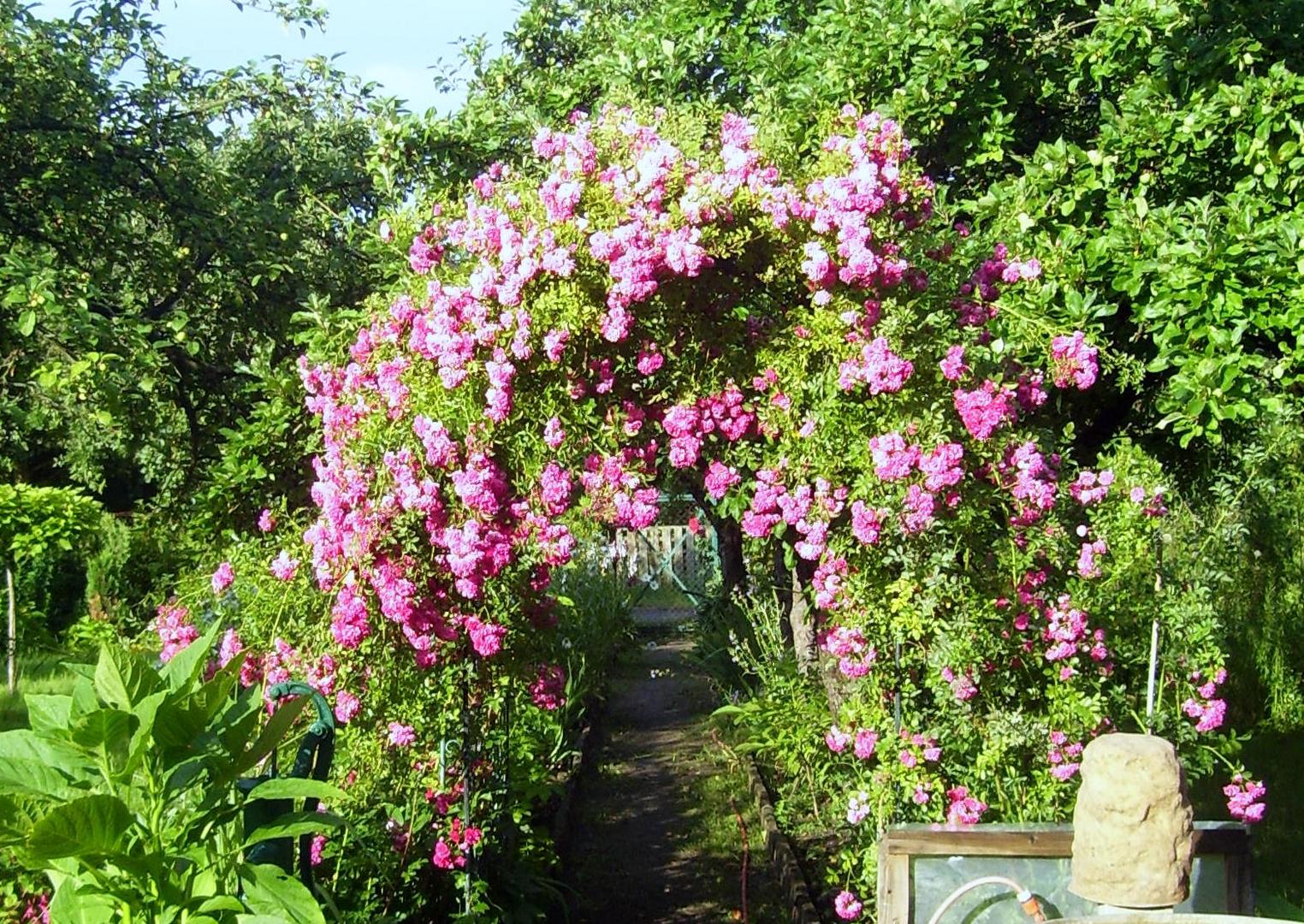 der Weg durch die Rosen