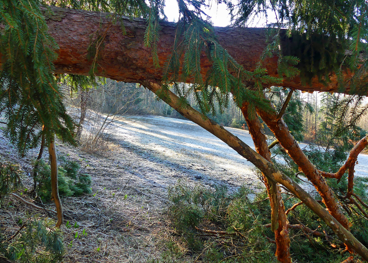 Der Weg durch die Tanne