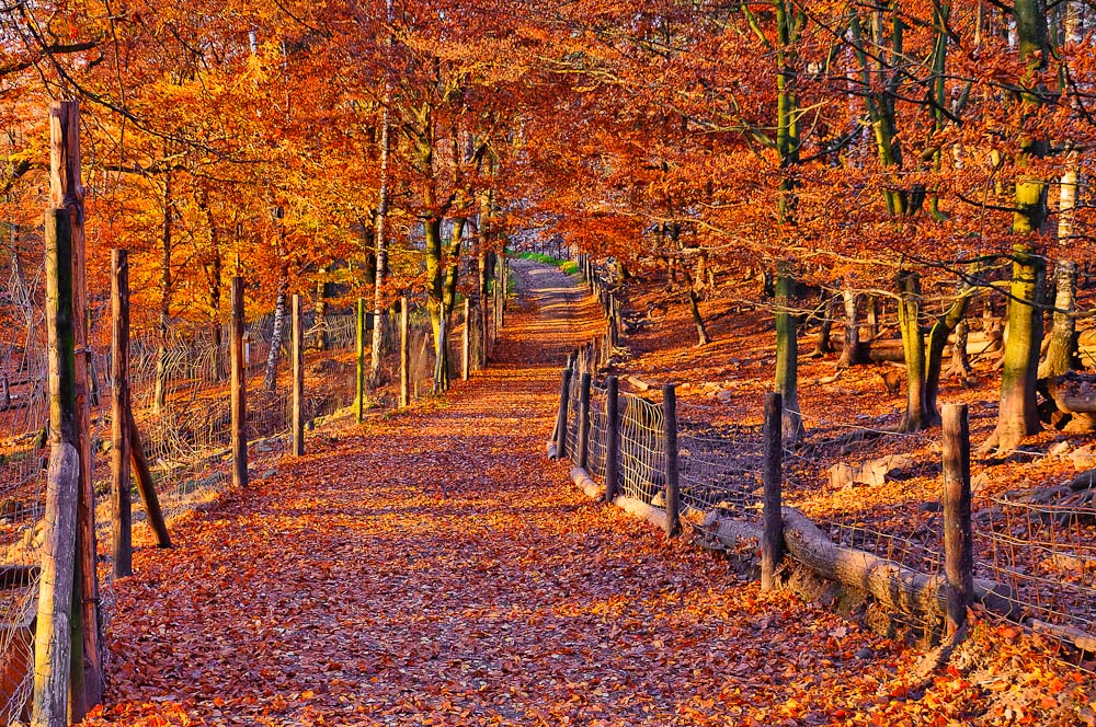 Der Weg durch Herbst