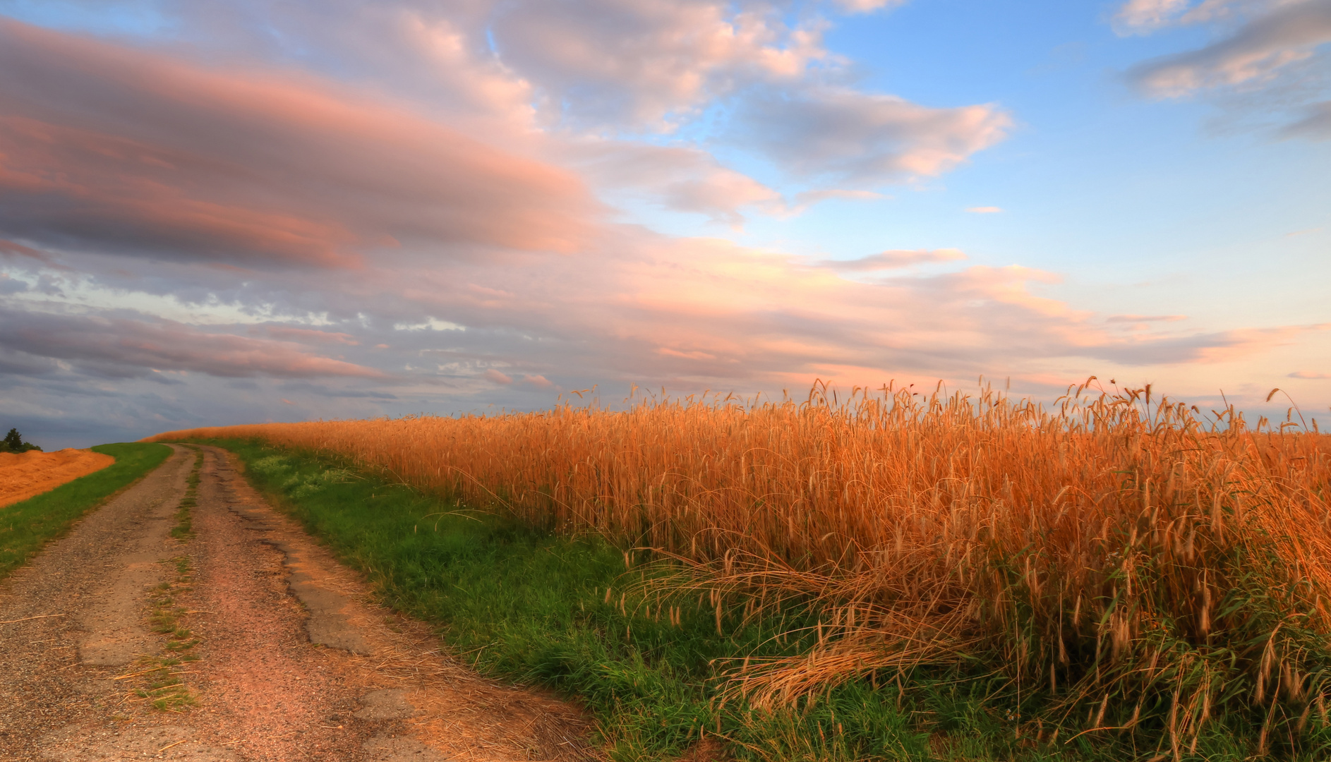 Der Weg durch Kornfelder