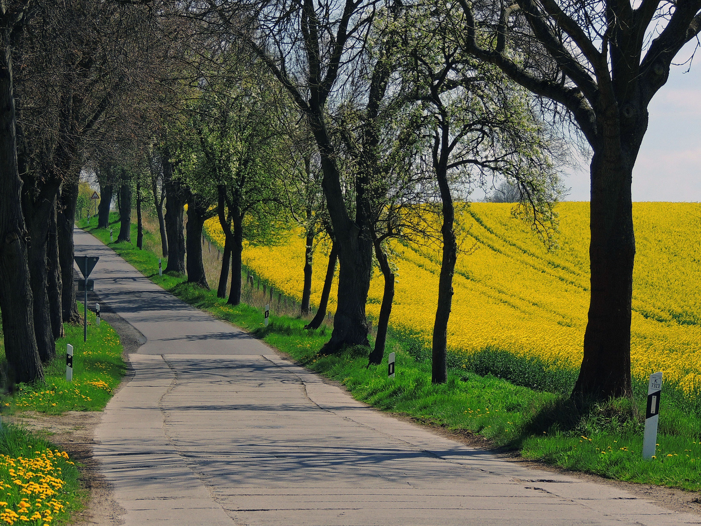 Der Weg durch Rapsfelder....