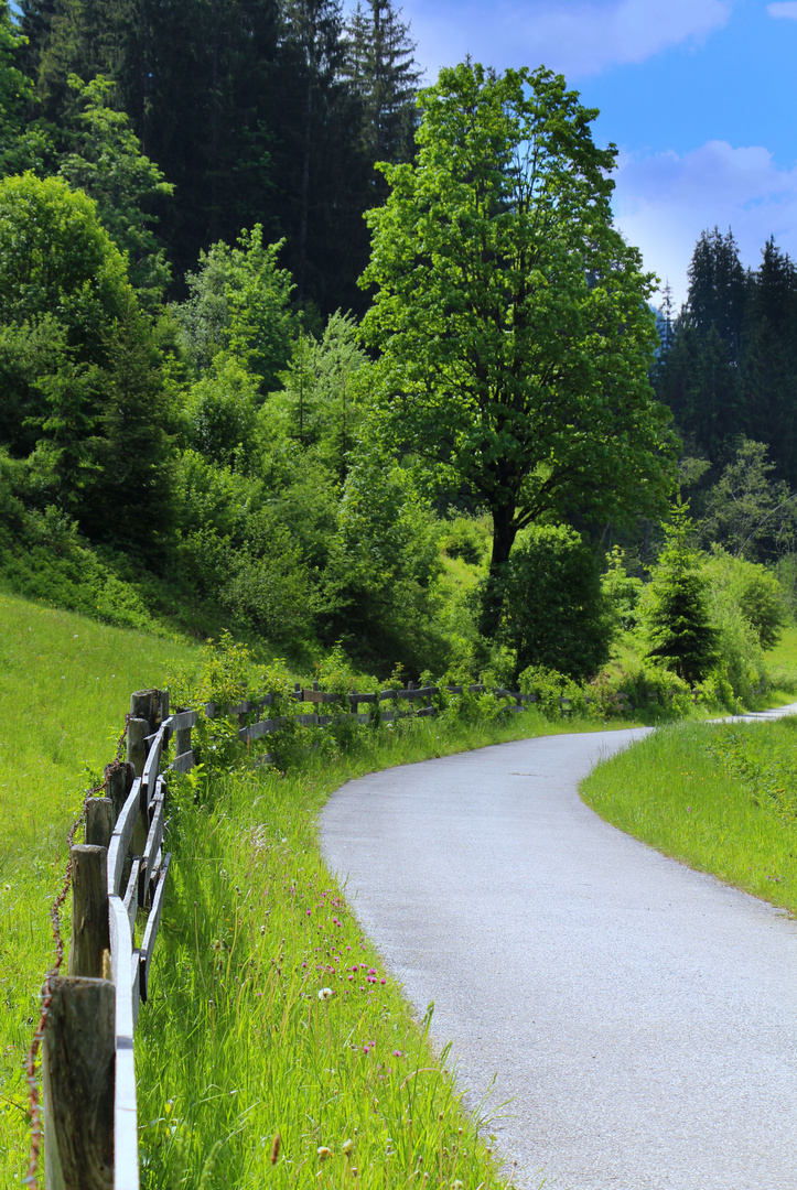 Der Weg durch's Grüne