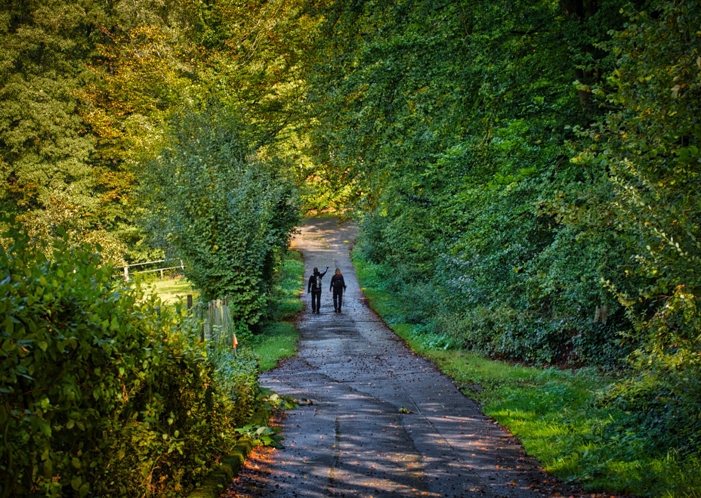 Der Weg durchs herbstliche Grün