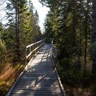 Der Weg durchs Hochmoor