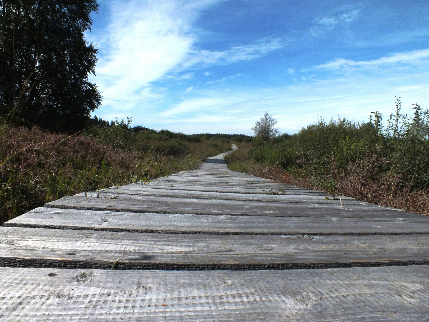 Der Weg durchs Hohe Venn