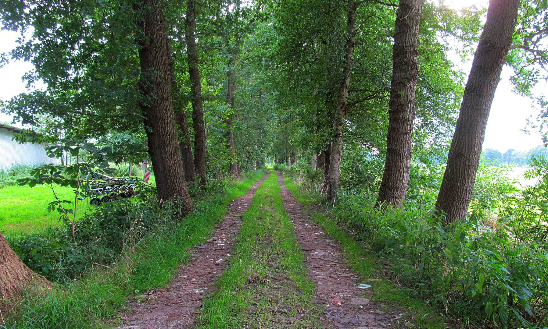 der Weg durchs Moor ...