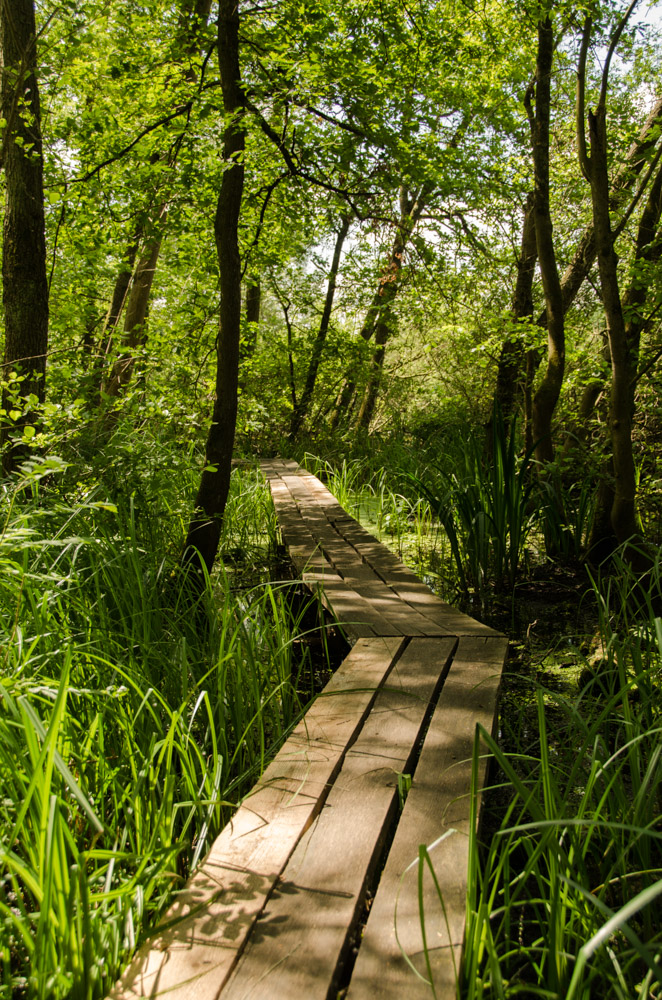 Der Weg durchs Moor