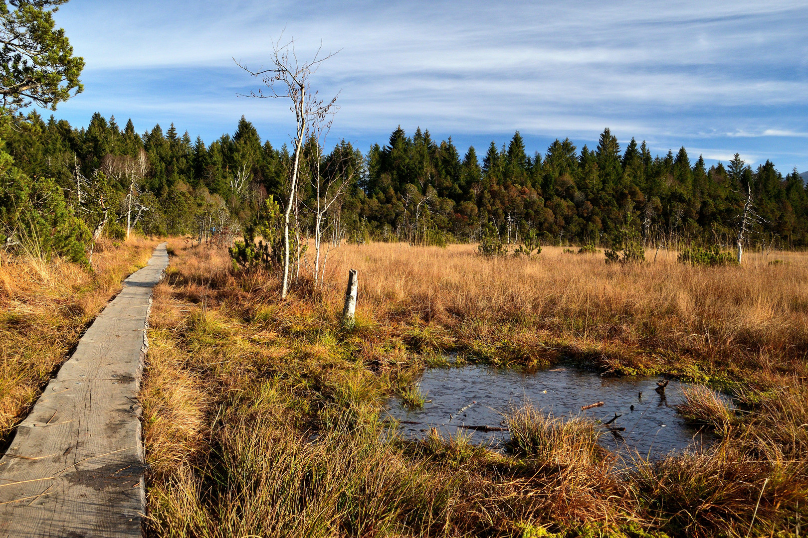 Der Weg durchs Moor