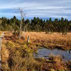 Der Weg durchs Moor