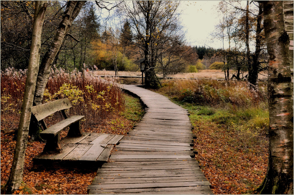 der Weg durch`s Moor