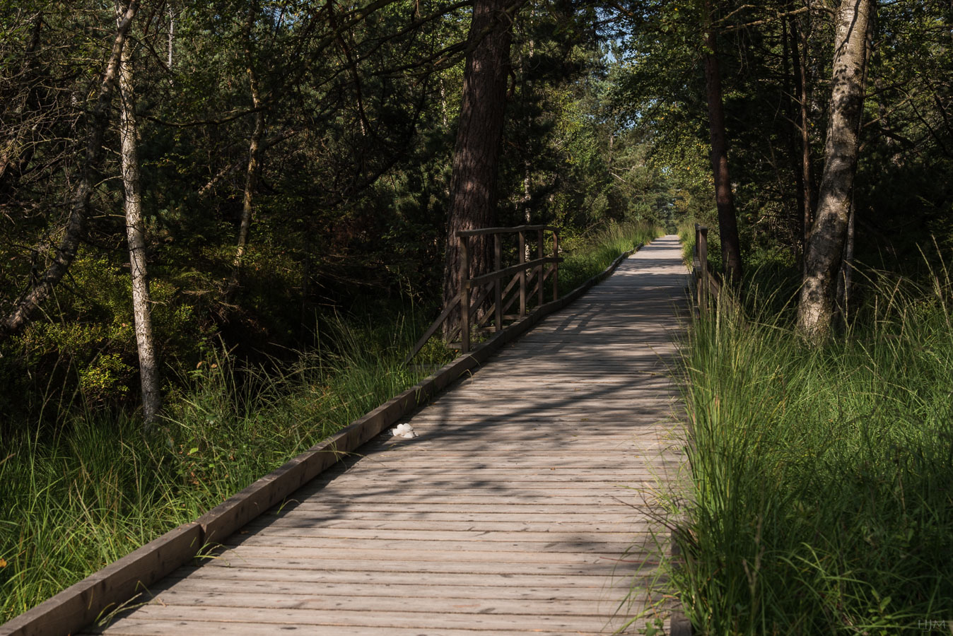 Der Weg durchs Moor