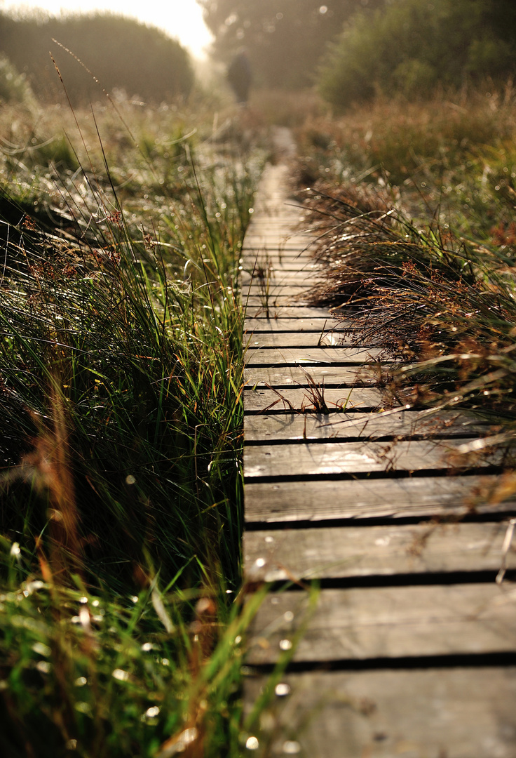 Der Weg durchs Moor