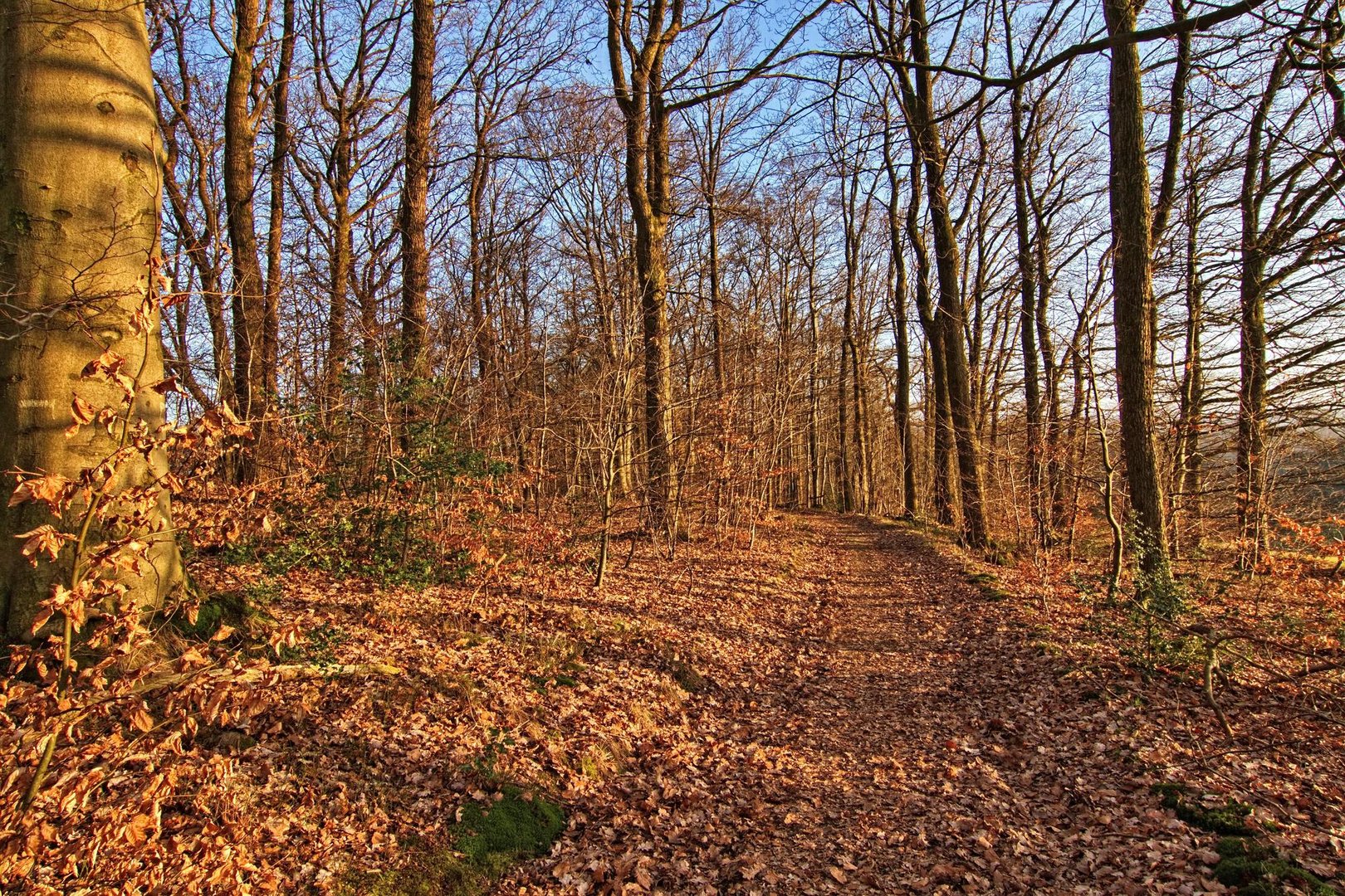 Der Weg durchs Wäldchen