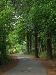 ... der Weg führt durch den Wald ...