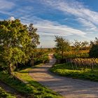 Der Weg führt in den Herbst