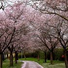 der Weg führt unter den Blüten her