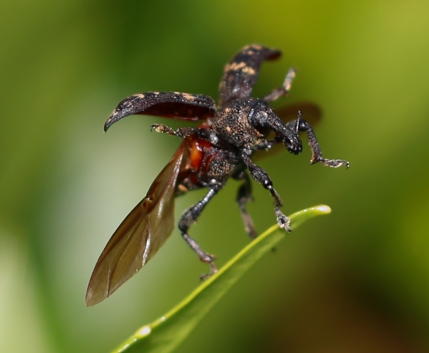 Der Weg hat ein Ende Foto & Bild tiere, wildlife, insekten Bilder auf Der Weg hat ein Ende Foto & Bild tiere, wildlife, insekten Bilder auf