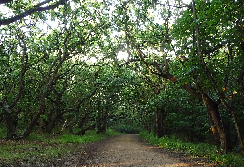 Der Weg hinter den Dünen