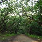 Der Weg hinter den Dünen