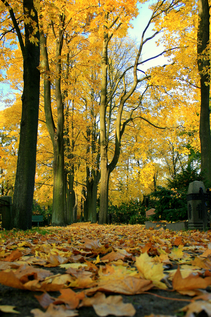 der weg im herbst