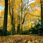 der weg im herbst