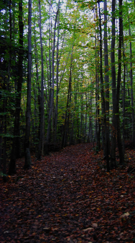 Der Weg im Herbst