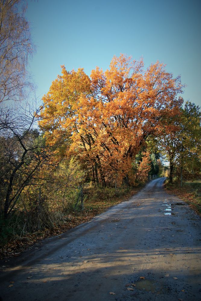 Der Weg im Herbst