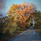 Der Weg im Herbst