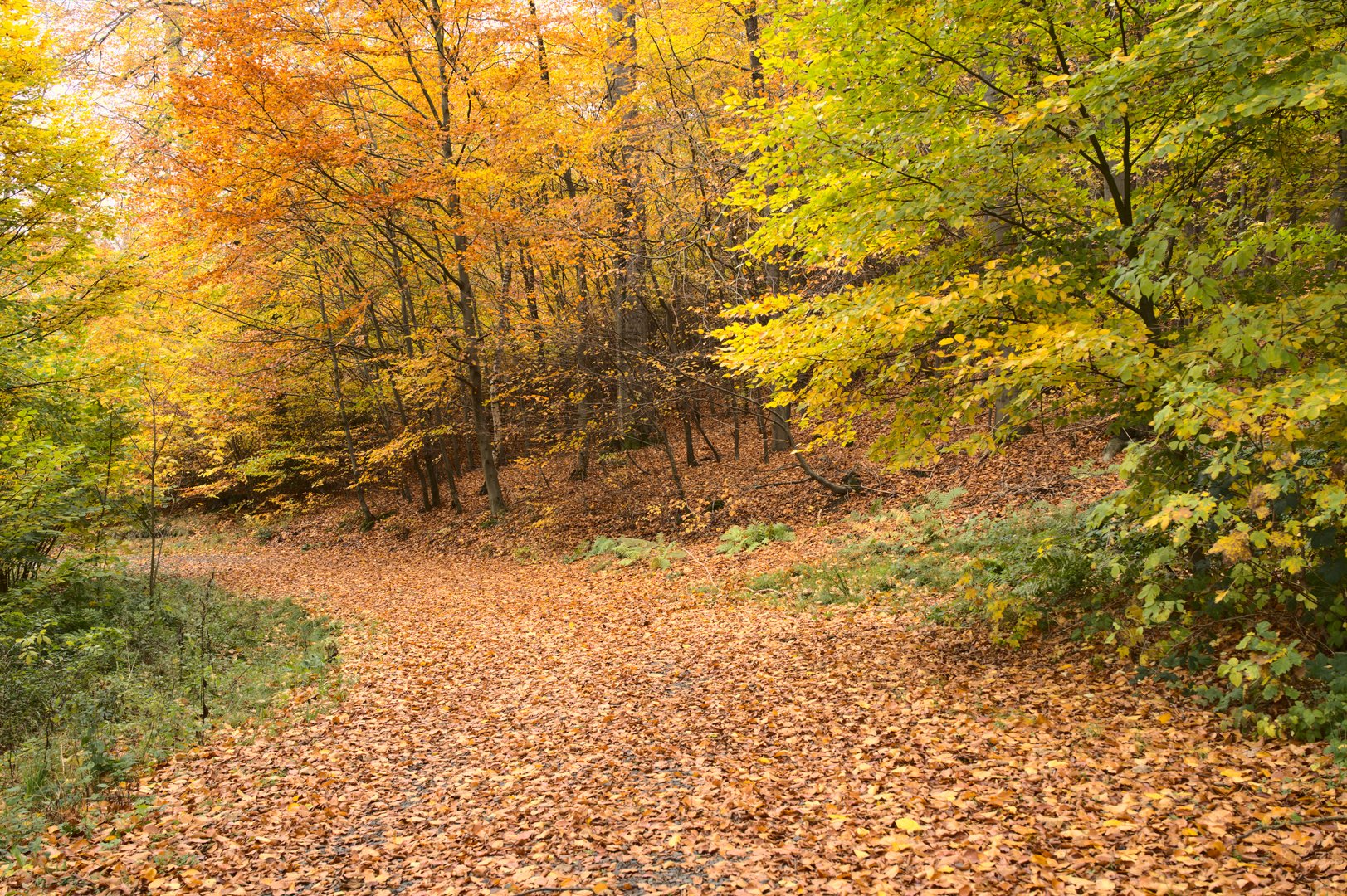 Der Weg im Herbst