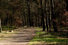 Der Weg im Kiefern-Wald