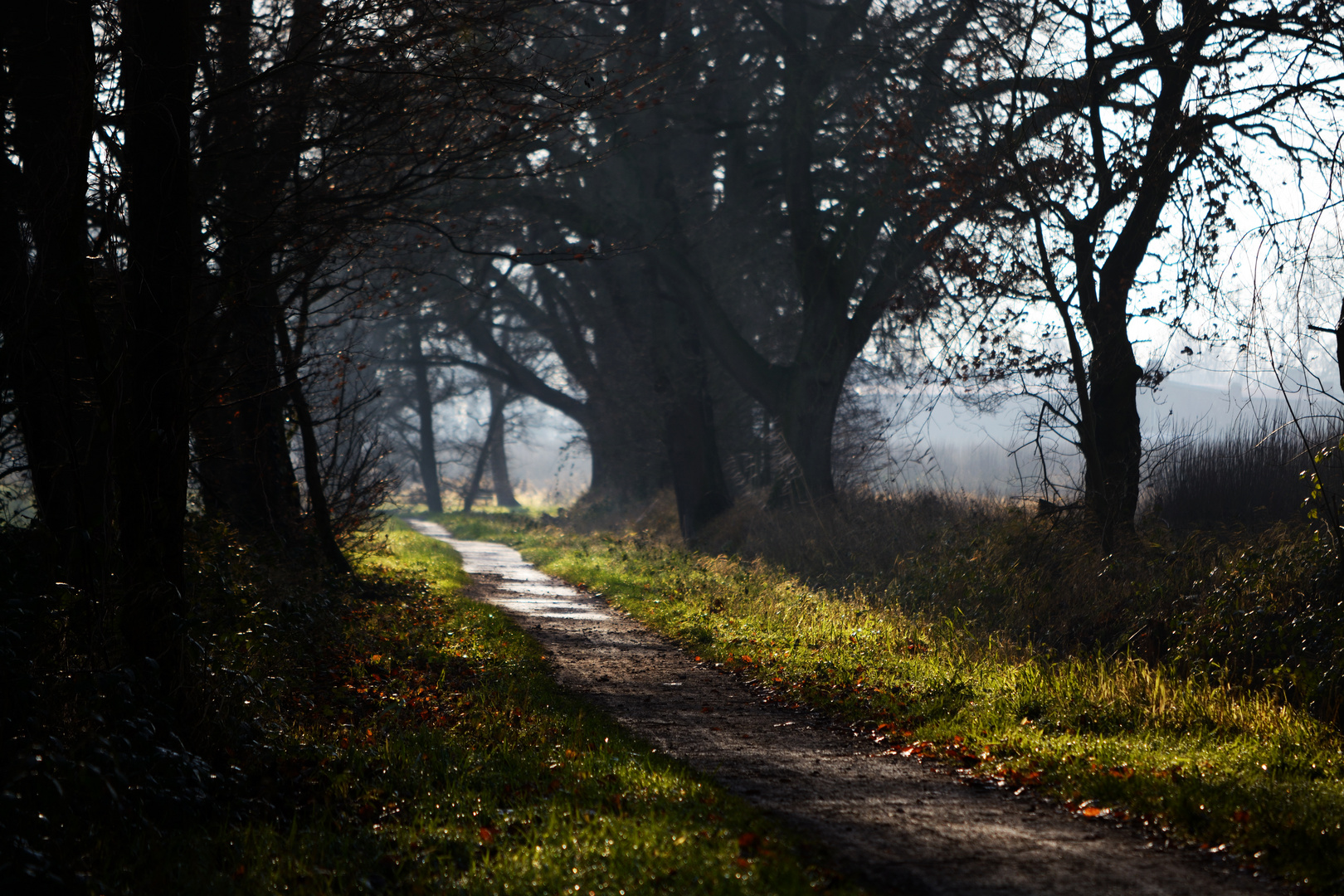 Der Weg im Park