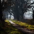 Der Weg im Park