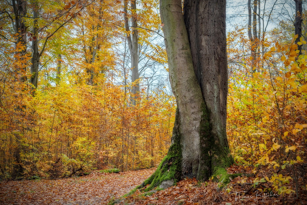 Der Weg im Park.