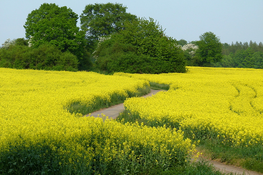 ...der Weg im Rapsfeld...