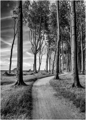 Der Weg im Wald am Meer