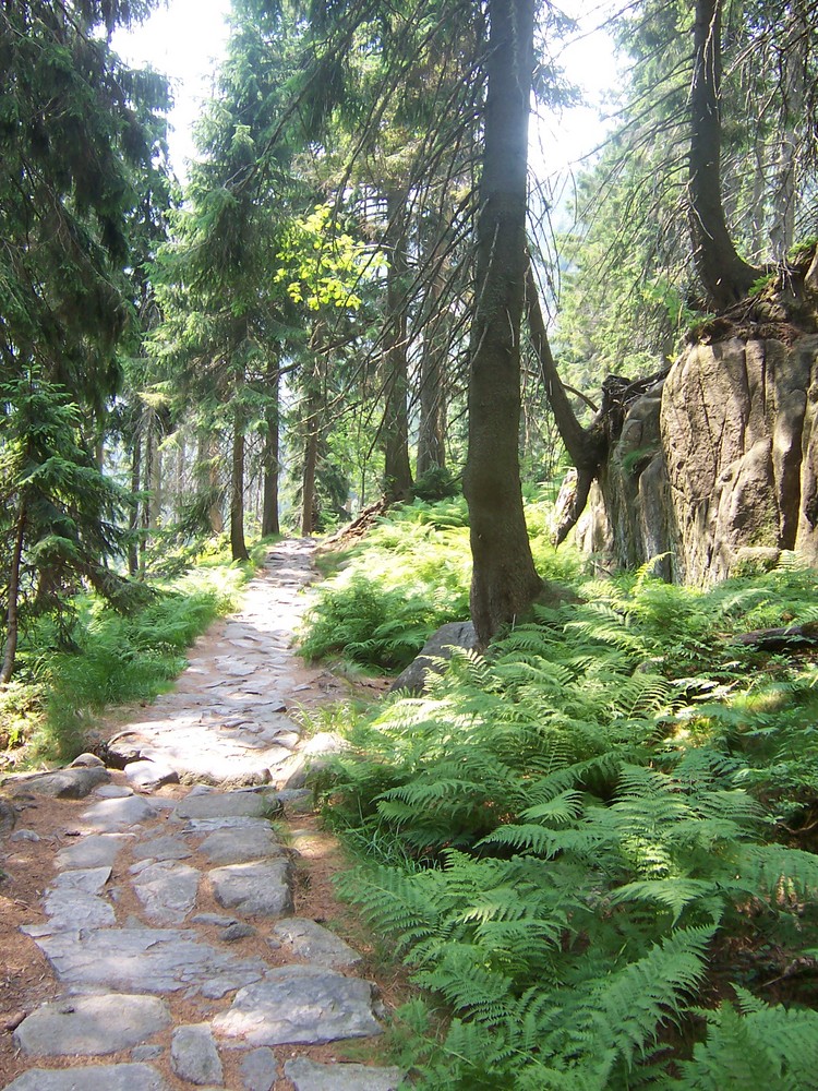 Der Weg im Wald