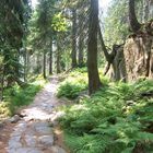 Der Weg im Wald