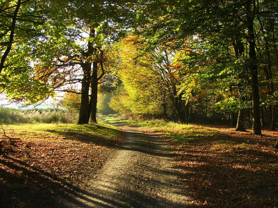 Der Weg im Wald - Lesna droga