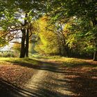 Der Weg im Wald - Lesna droga