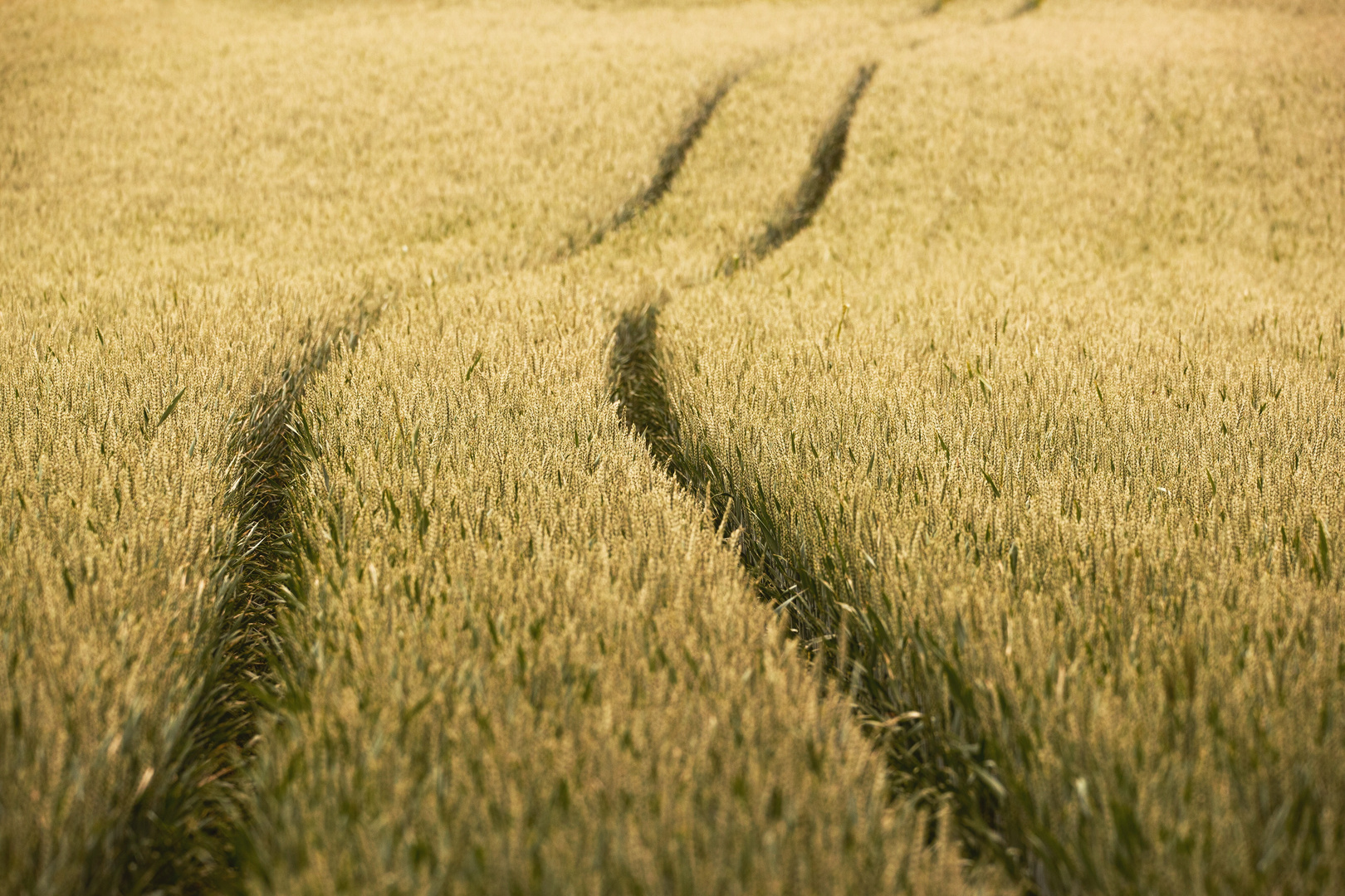 Der Weg im Weizenfeld