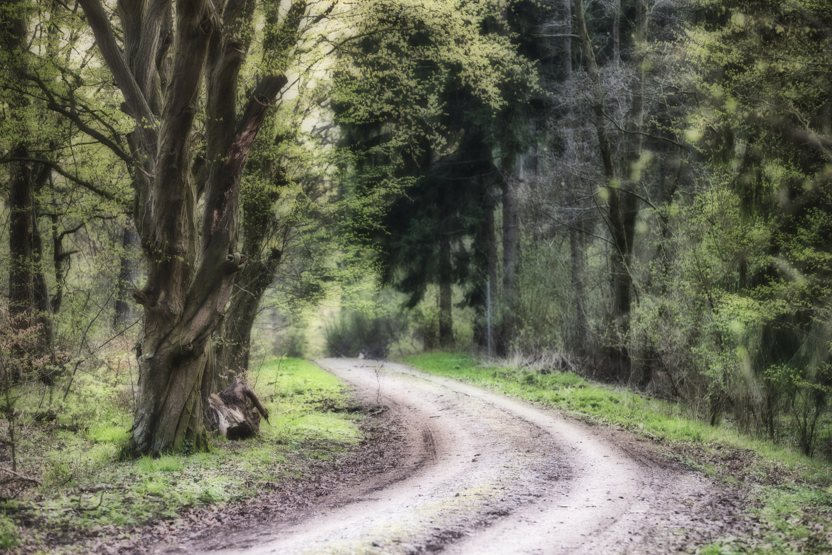 Der Weg im Zauberwald