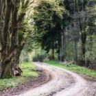 Der Weg im Zauberwald