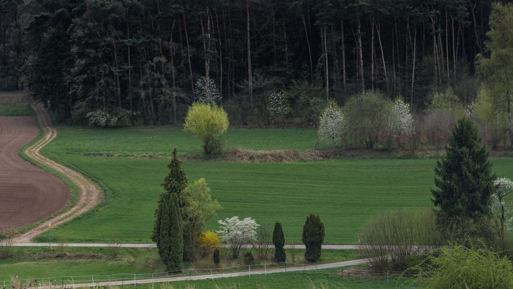 Der Weg in den dunklen Wald