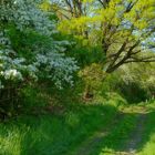 Der Weg in den Frühling...