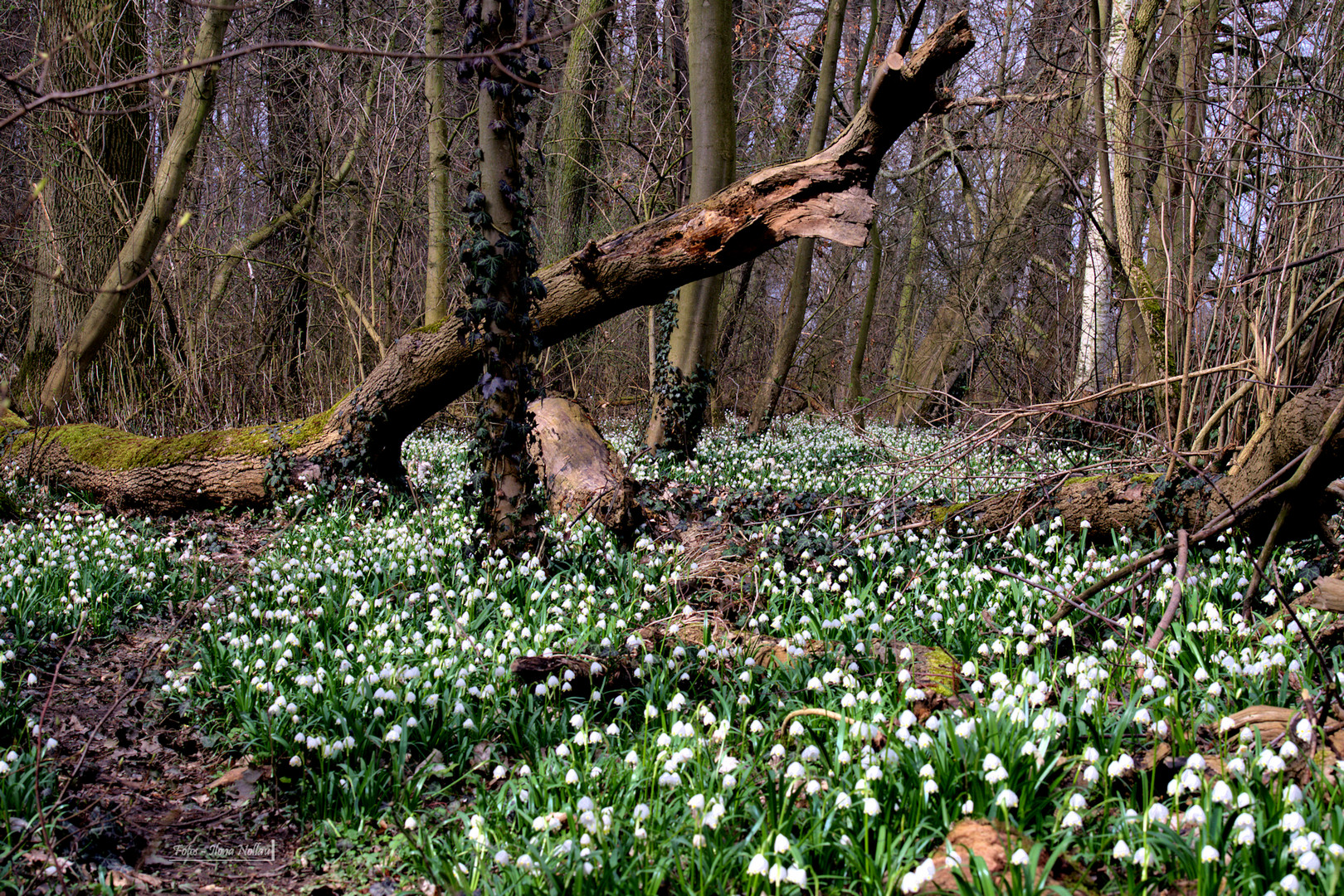 Der Weg in den Frühling