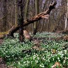 Der Weg in den Frühling